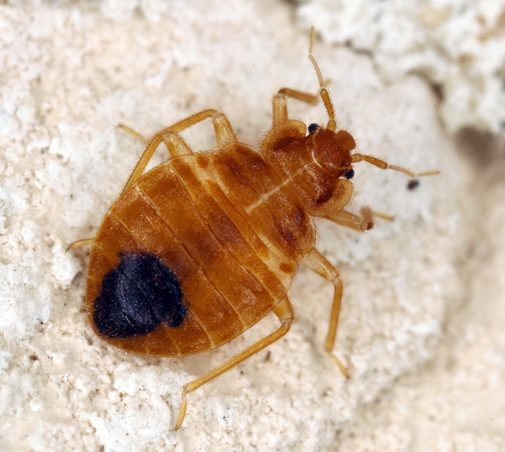 Bedbug,Also,Known,As,Common,Bedbug,Or,Wall-louse,(cimex,Lectularius)