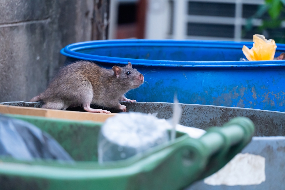 The,Rats,Are,Eating,In,The,Trash,In,The,Big